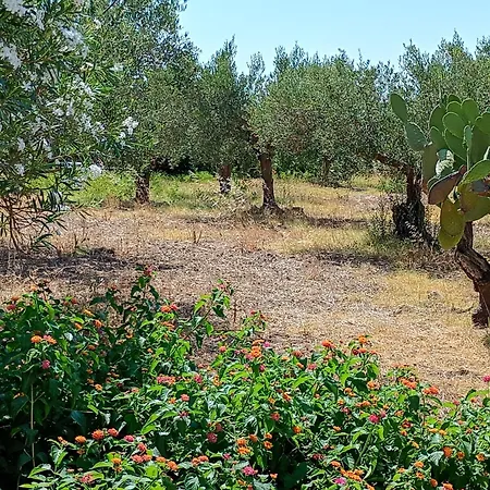 Le Drupe * Paceco