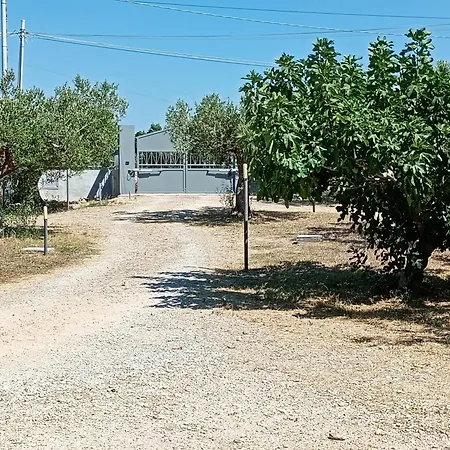 Le Drupe Paceco